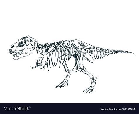 Dinosaur skeleton sketch isolated clip art Vector Image