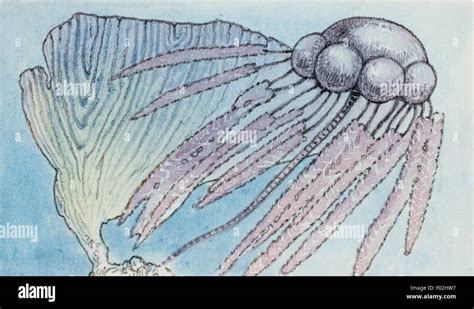 Graptolite, extinct class of Graptolithinia. Drawing Stock Photo - Alamy