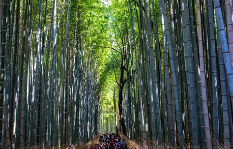 Sagano Bamboo Forest (Arashiyama) in Kyoto 2024-2025 - Rove.me