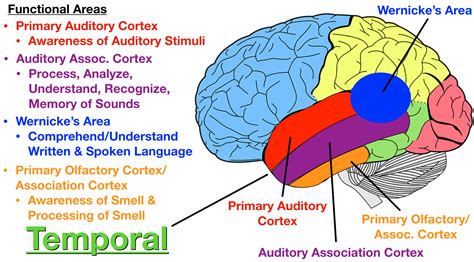 Lobes Of The Brain And Their Function Diagram The Rainbow Fi