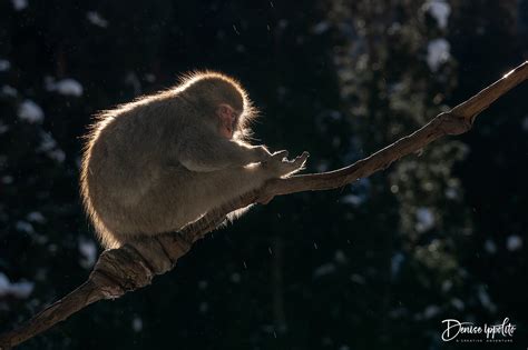 Snow Monkeys Trip Report — A CREATIVE ADVENTURE photography by denise ...