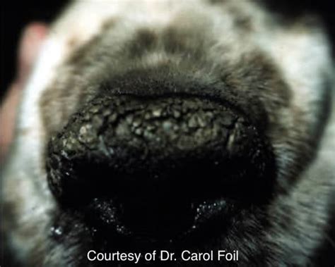 Dry Nose In Dogs: Causes And Treatment | Kingsdale Animal Hospital