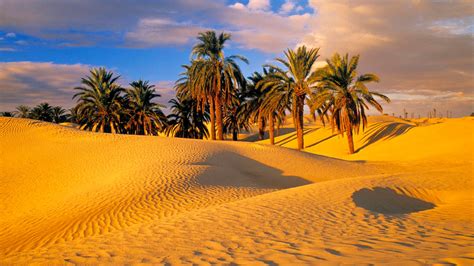 Desert Oasis Wallpaper - WallpaperSafari