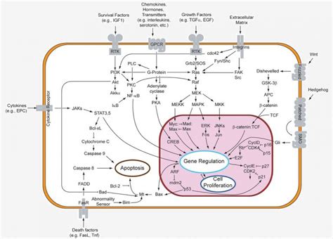 Types and Stages of Cell Signaling | Biology Dictionary