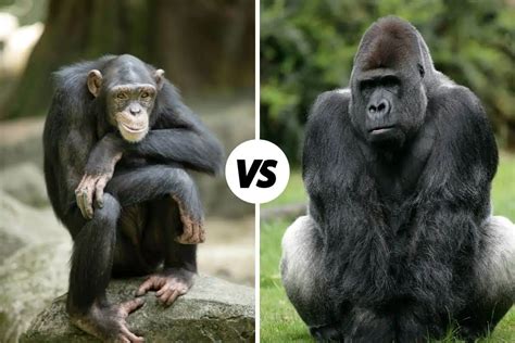 Chimpanzee vs Gorilla: What's The Difference?