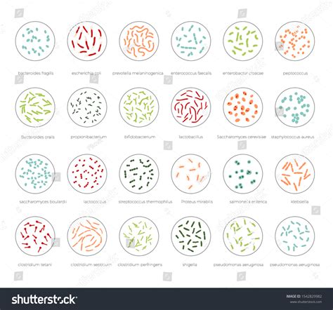 Vector Isolated Illustration Most Common Pathogenic Stock Vector ...