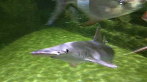 What Is The Smallest Shark For An Aquarium - Aquarium Views