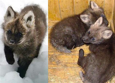 Maned Wolf Puppies - Baby Animal Zoo