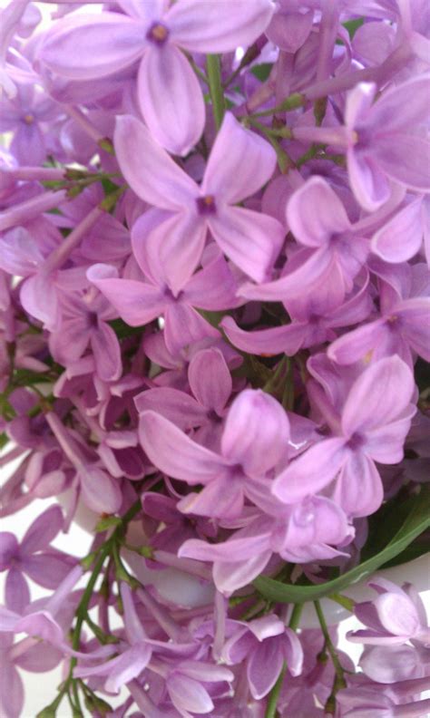 Lilac Love - Giggle Living