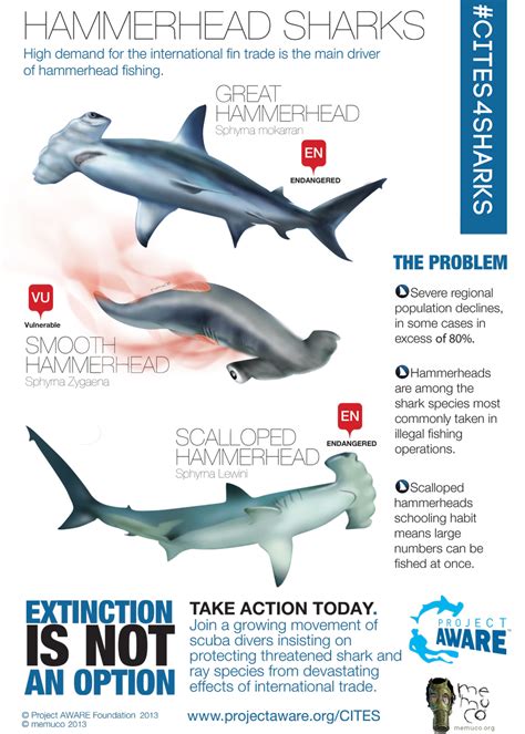 7 Fascinating Hammerhead Shark Facts