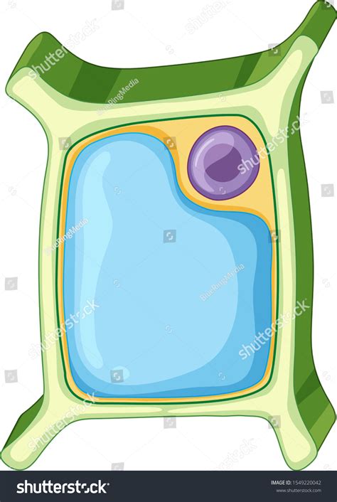 Diagram Showing Plant Cell Illustration Stock Vector (Royalty Free ...