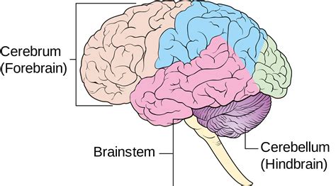 Parts Of Brainstem Diagram Human Anatomy