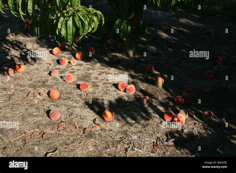 Rotten peach hi-res stock photography and images - Alamy