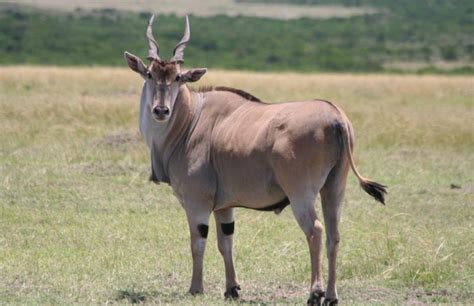 The Majestic Eland: A Look at the World's Largest Antelope Species