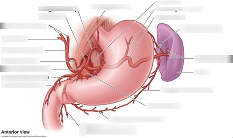 Arterial supply to stomach labeling Diagram | Quizlet