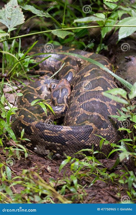 Indian Rock Python with Prey in Its Stomach Stock Image - Image of ...