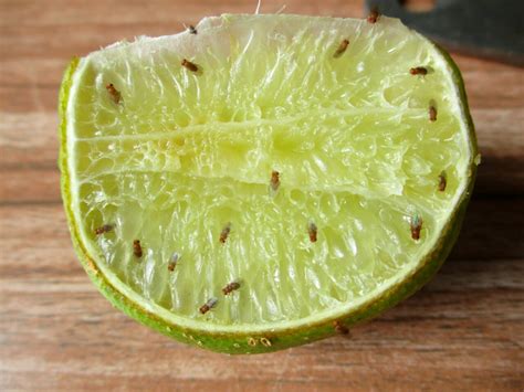 How to (Actually) Get Rid of Fruit Flies - Modern Farmer