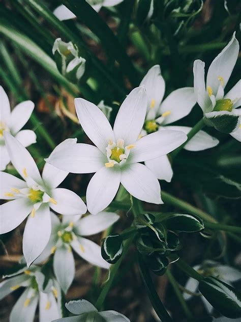 Star Of Bethlehem Flower Essence Side Effects | Best Flower Site