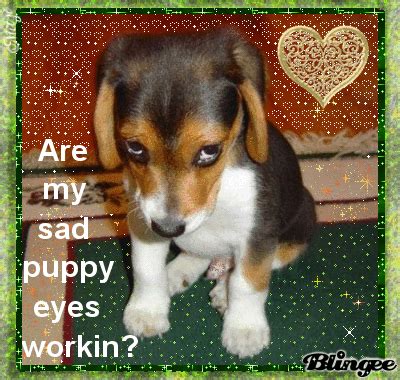 Sad Puppy Eyes Picture #66085757 | Blingee.com