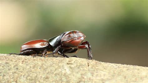 Rhinoceros Beetle, Rhino Beetle,Fighting Beetle Stock Footage Video ...