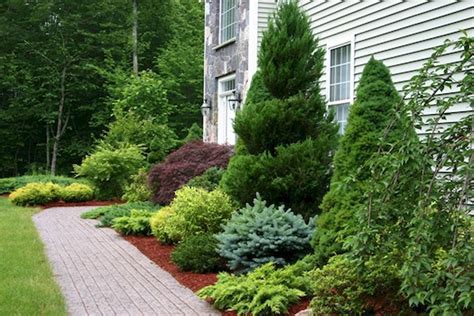 14 Front Yard Low Maintenance Evergreen Shrubs Inspirations - DHOMISH