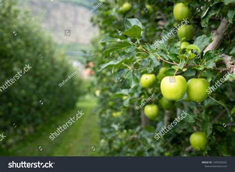 463 848 Green Apple Tree Images, Stock Photos & Vectors | Shutterstock