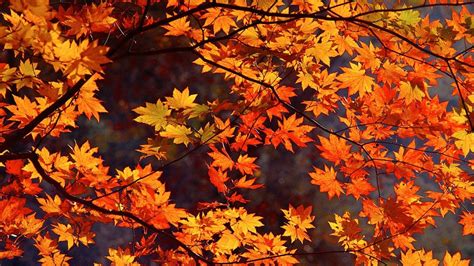 🥇 Japan autumn leaves wallpaper | (85004)