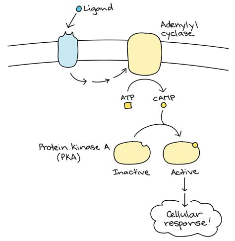 Cell Signal Amplification