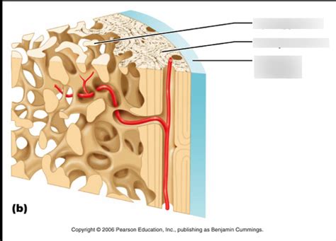 Long Bone Diagram | Quizlet