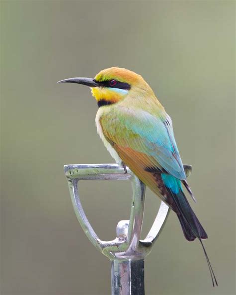 Rainbow Bee-eater (Merops ornatus)