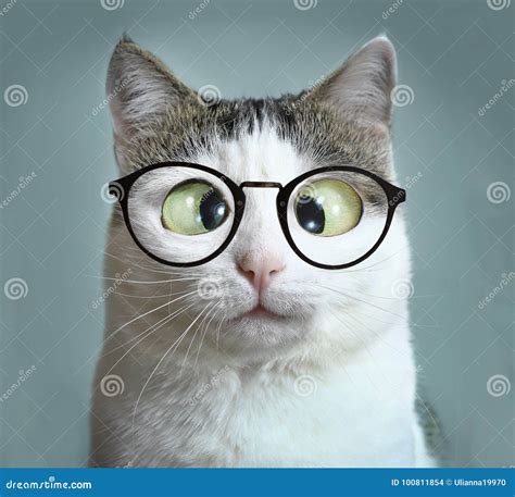 Cute Cat in Myopia Glasses Squinting Close Up Funny Portrait Stock ...