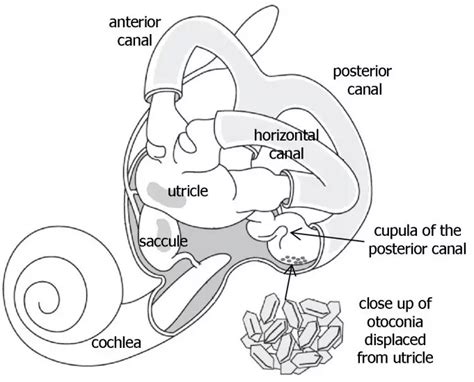 Inner Ear Anatomy Utricle - Abba Humananatomy