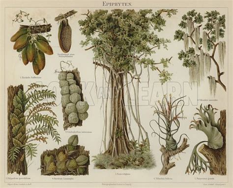 Epiphytes stock image | Look and Learn