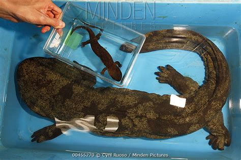 Japanese Giant Salamander stock photo - Minden Pictures