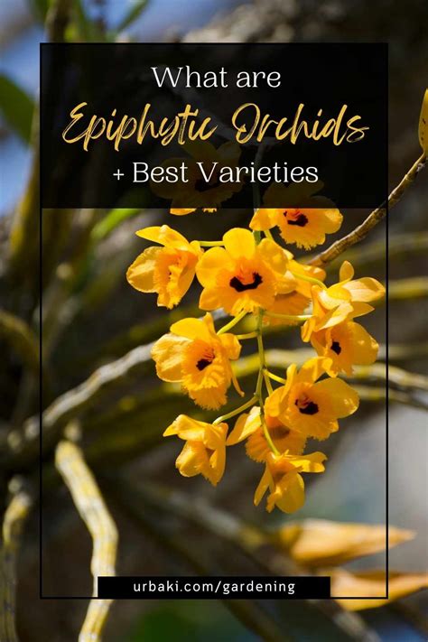 What are Epiphytic Orchids + Best Varieties