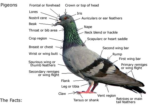 Pigeon Anatomy Diagram