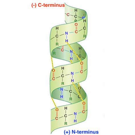 alpha helix