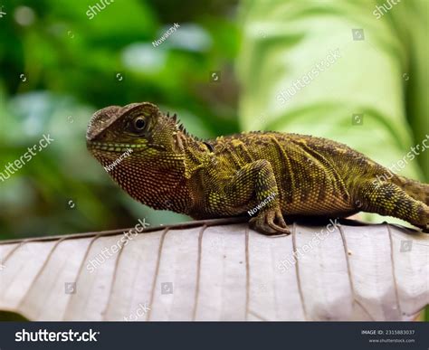 6,175 South American Reptile Images, Stock Photos, 3D objects ...