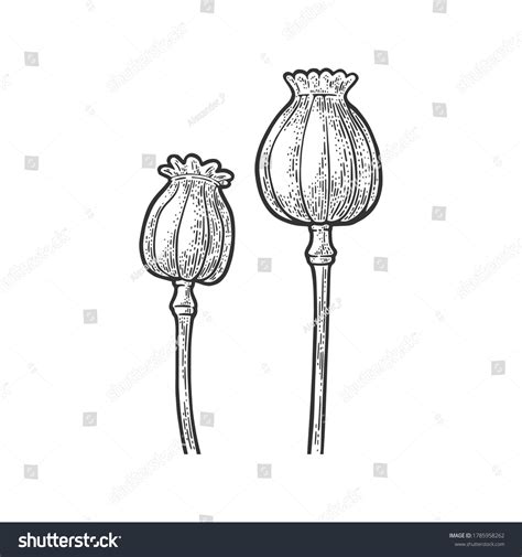 Poppy Seed Drawing Photos, Images & Pictures | Shutterstock