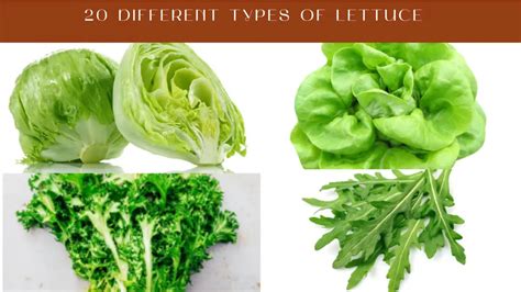 20 Different Types Of Lettuce - Crazy Masala Food