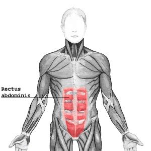 Rectus Abdominis - Function, Action, Origin and Insertion