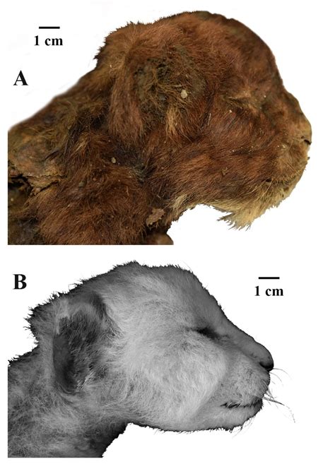 First-of-its-kind saber-toothed kitten mummy find is covered in soft ...