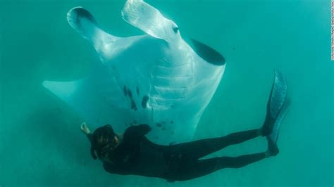 Manta ray size - jordki