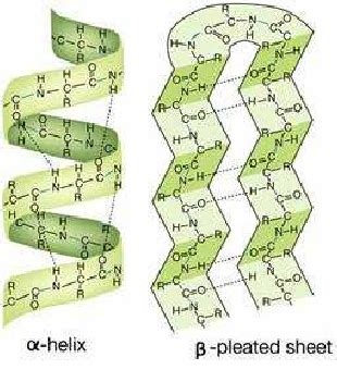 Alpha Helix And Beta Sheet Structure