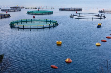 Global shift in farmed fish feed raises new questions | Channels ...