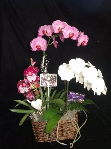 Gift Basket Triple Orchid Gift Basket (shipping included) – Orchid Alley