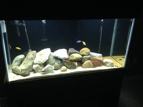 New 90 gallon tank | Cichlid Fish Forum