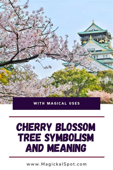 Japanese Cherry Blossom Symbolism and Meaning [Sakura Tree]