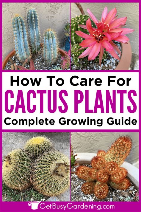 Cactus Care & Complete Growing Guide - Get Busy Gardening