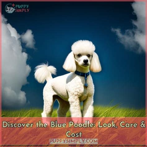 Discover the Blue Poodle: Look, Care & Cost